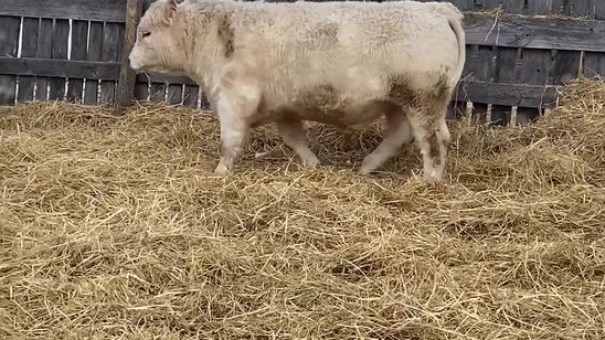 RPH 39H VIDEO